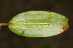 Threadleaf arrowhead